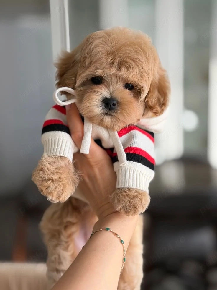 maltipoo poodle mini toy