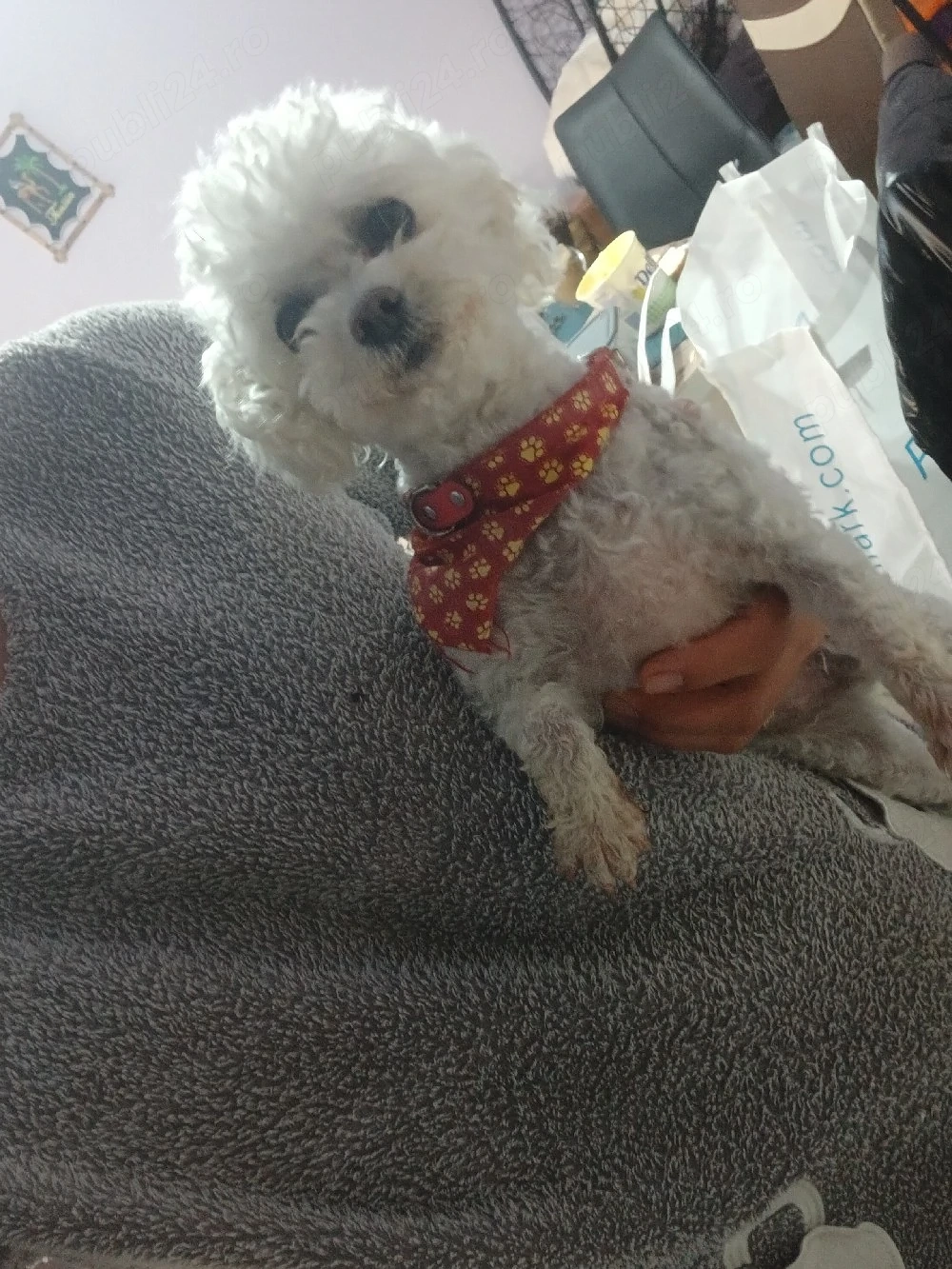 Bichon femela 