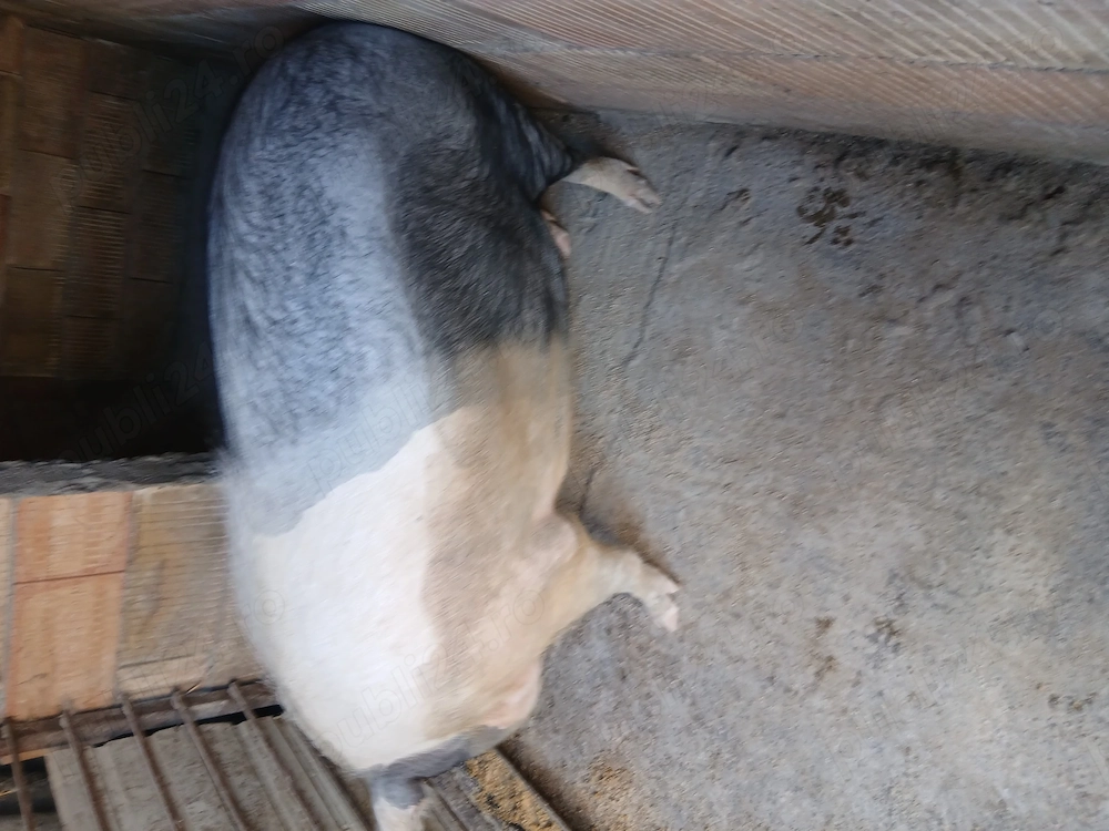 Porci de vanzare