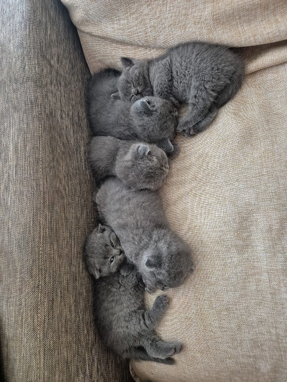 Pui British Shorthair 
