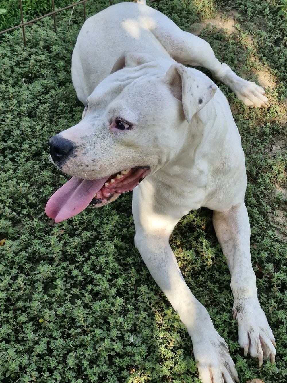 Dogo Argentino