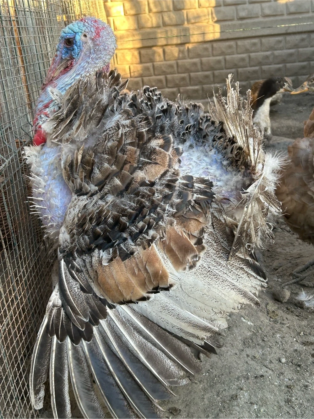 Curcan caută casă 