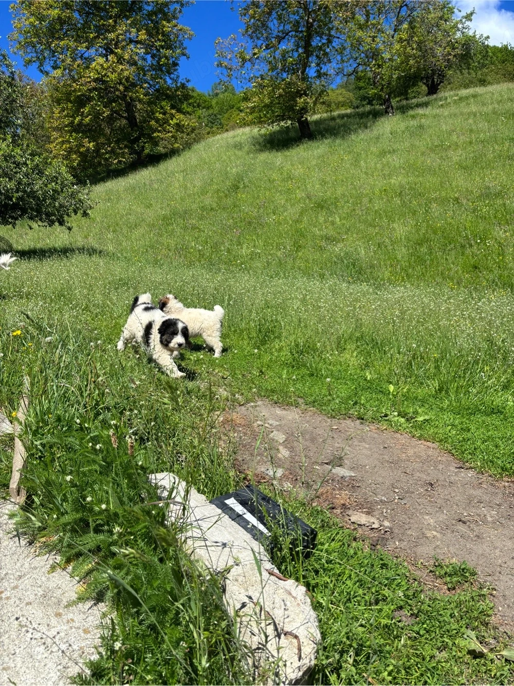 cateii mioritici