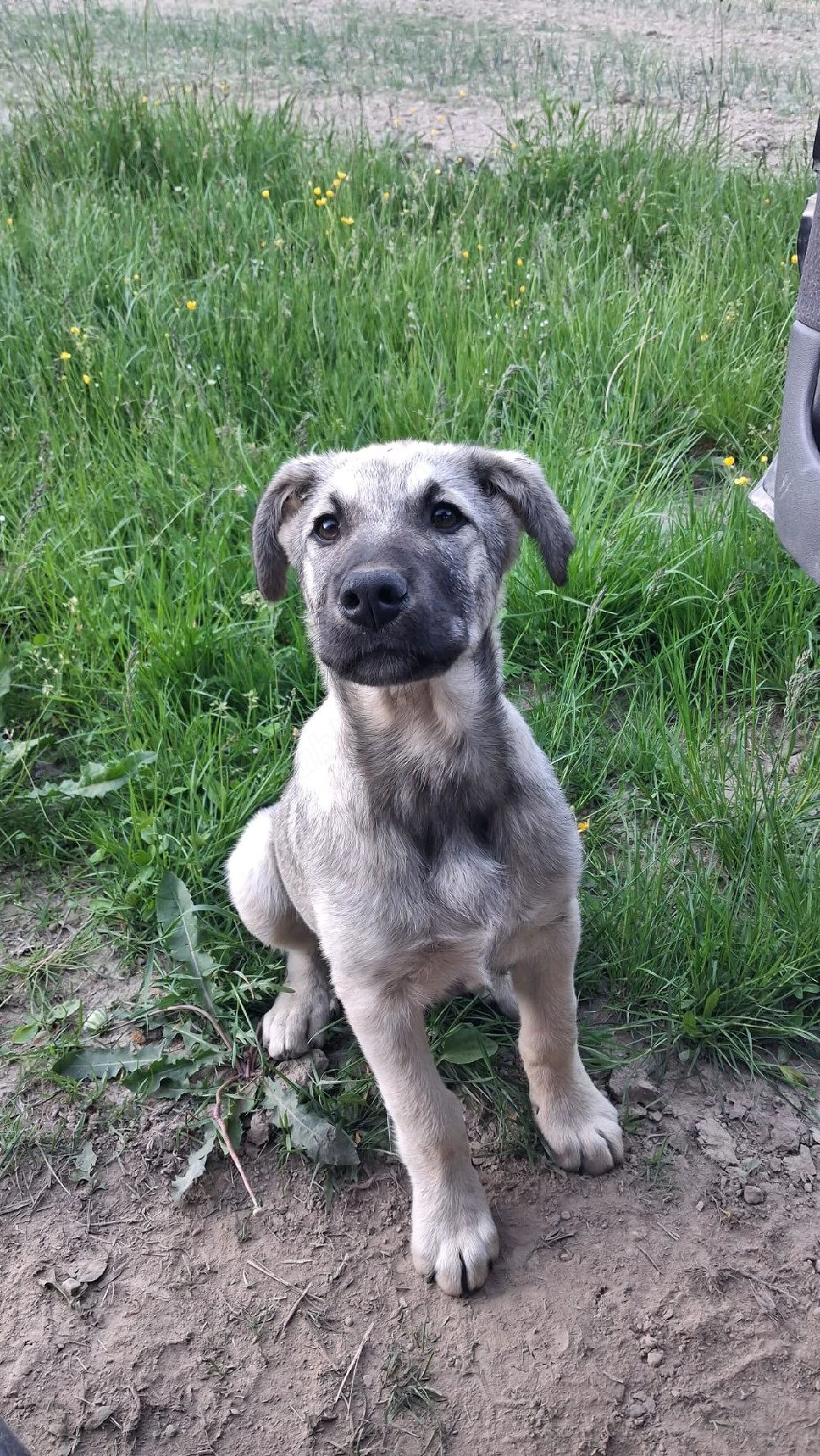 vând cățelușă kangal