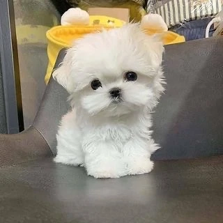 bichon maltez mini toy