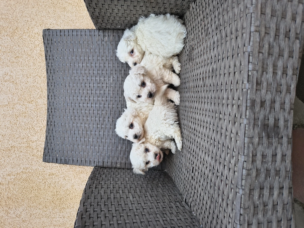 Bichon Bologneze rasa pura
