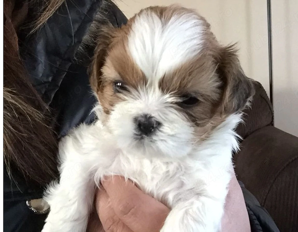 Shih-tzu talie mica