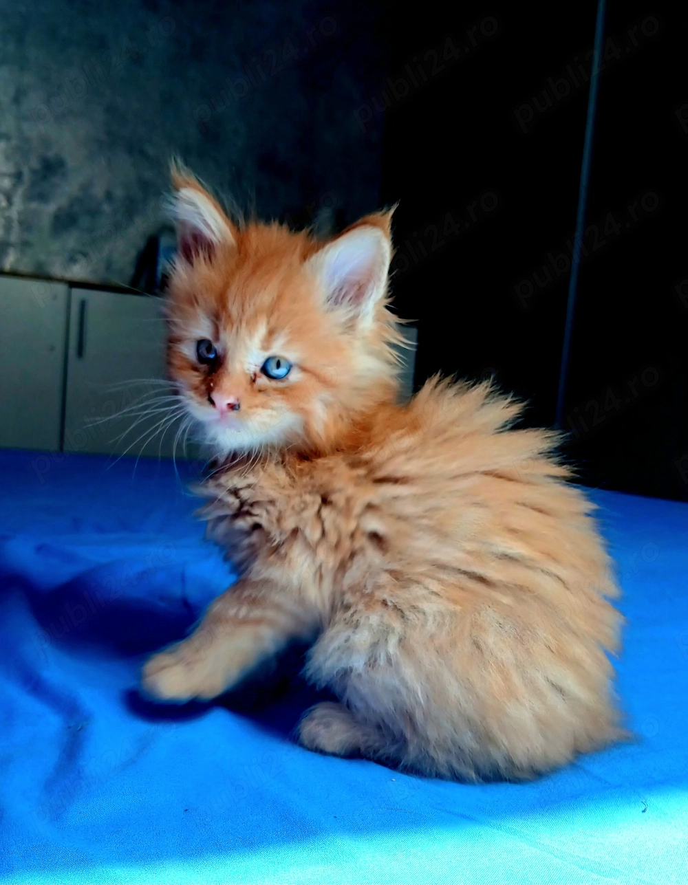 Baietel Maine Coon!