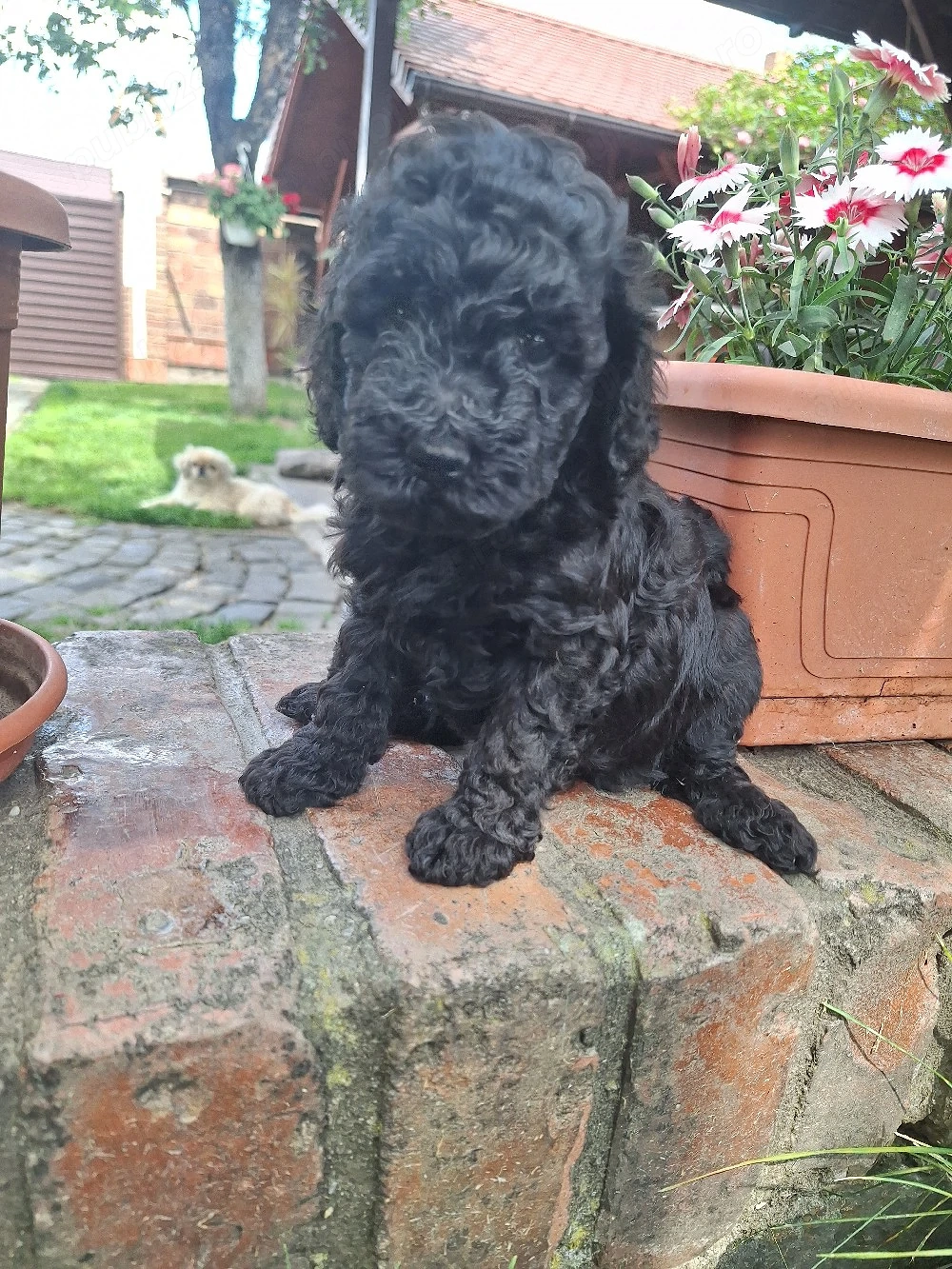 Pudel caniche