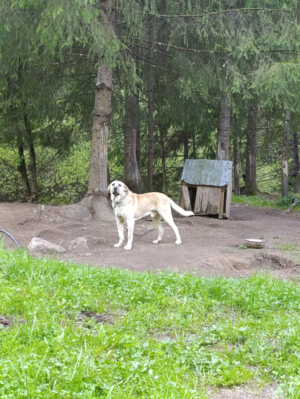 Câine kangal corcit cu Ciobanesc caucazian foarte agresiv la om