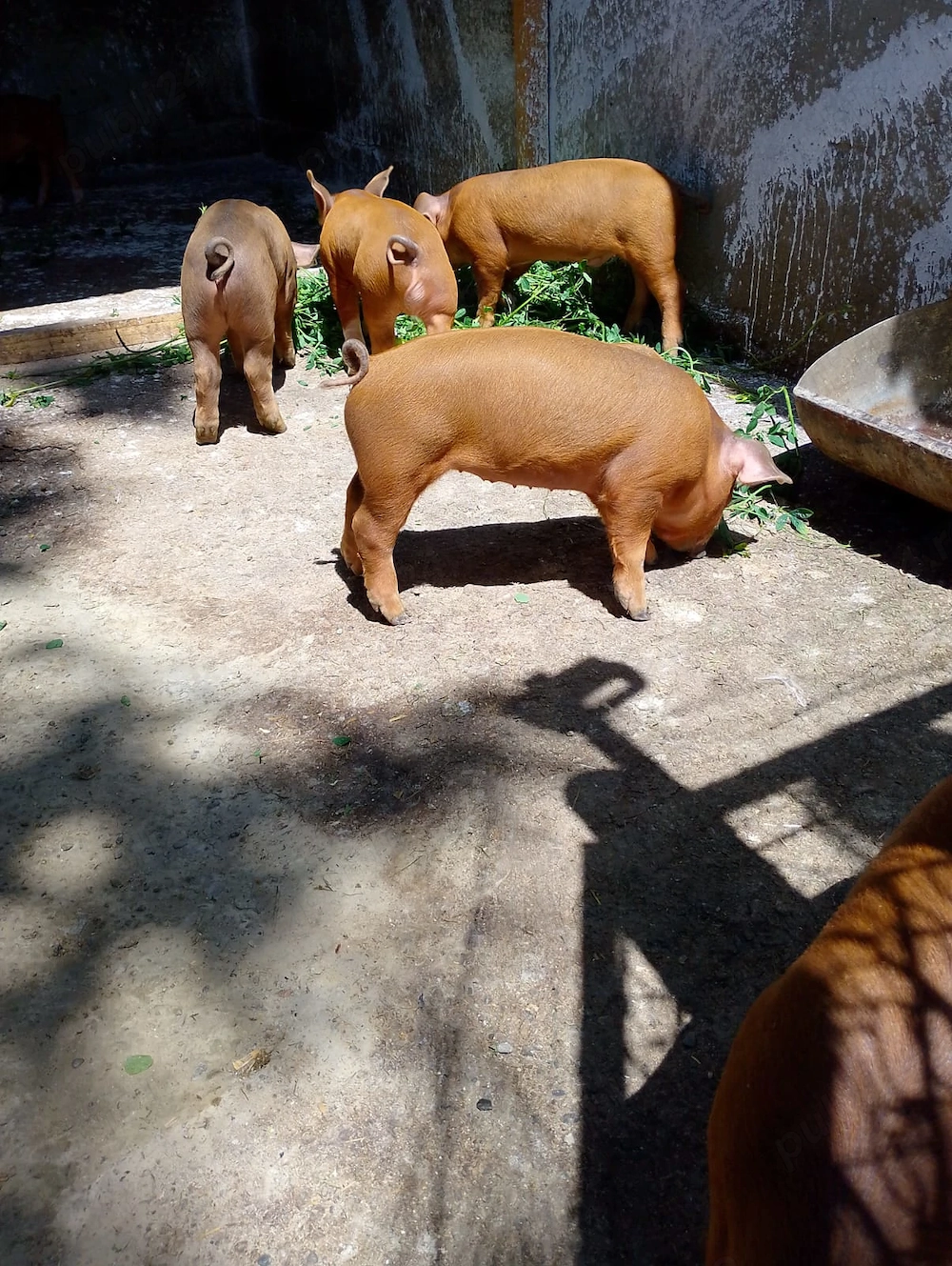 Purcei Duroc de vânzare.