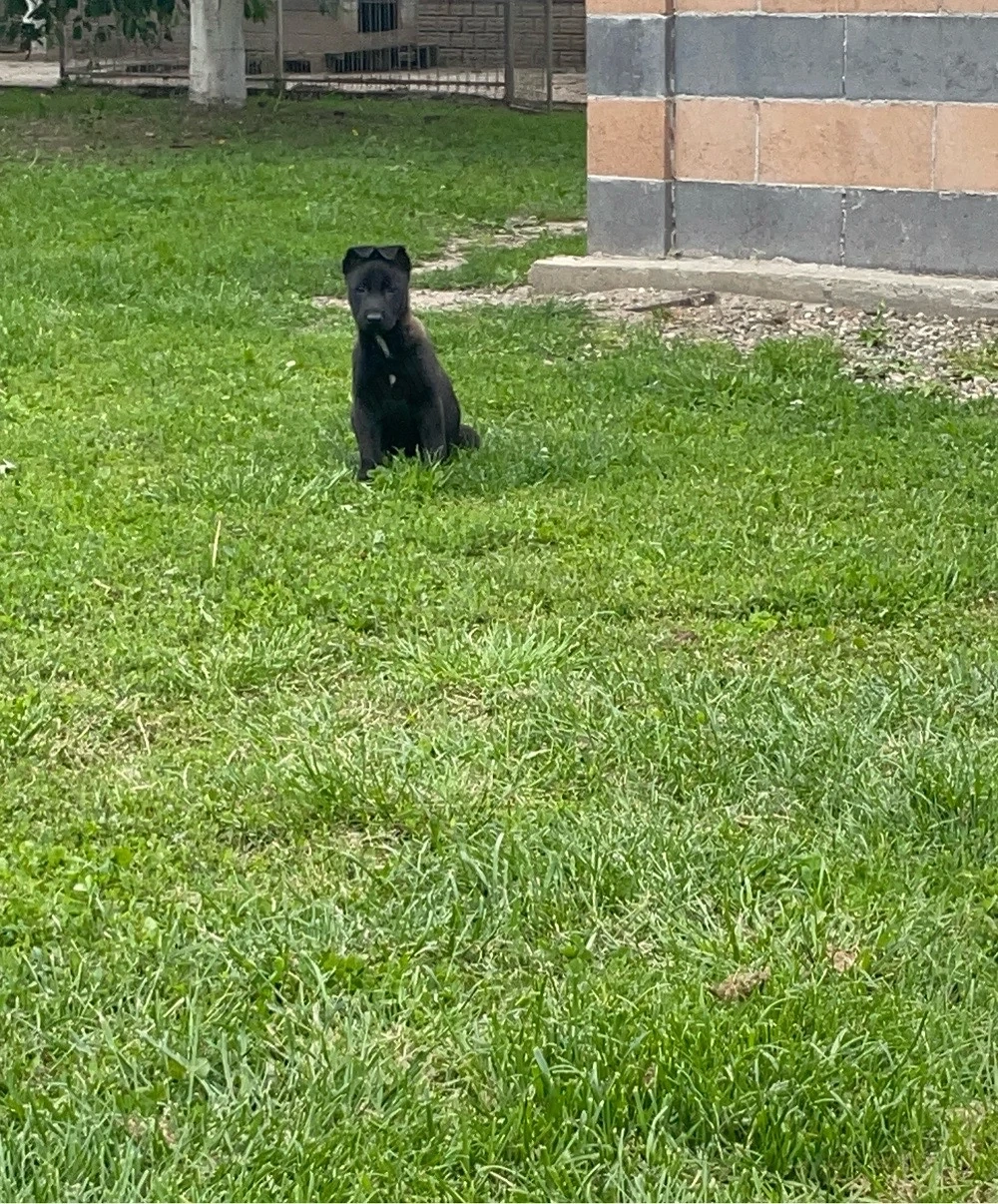 un exemplar deosebit ,o singura fetita  malinois 2 luni