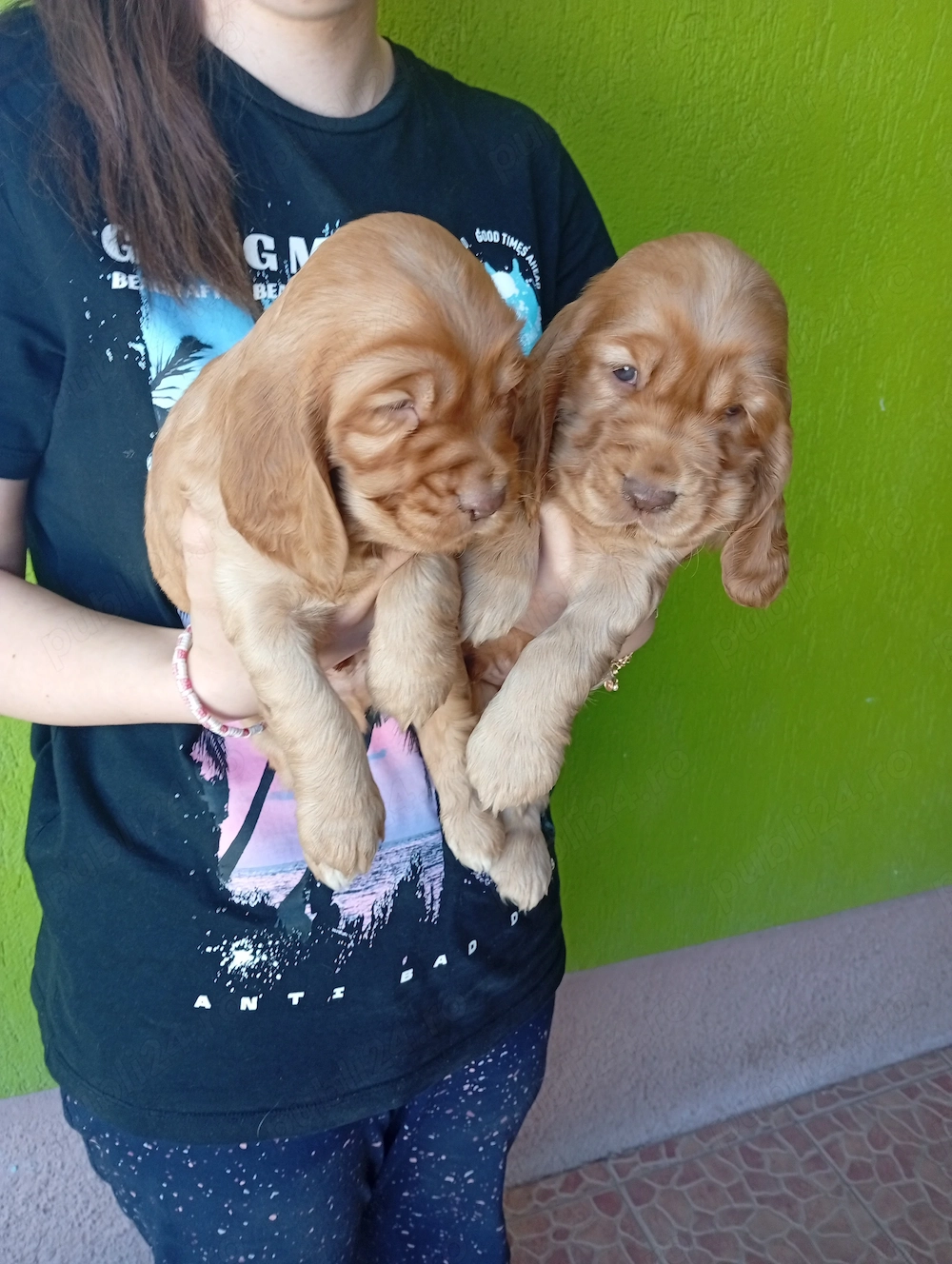 Pui de cocker spaniel