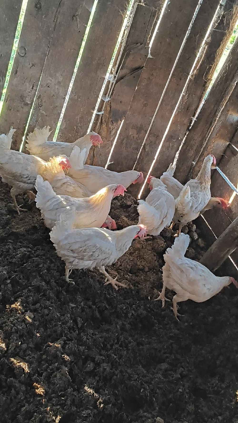 Găini leghorn 