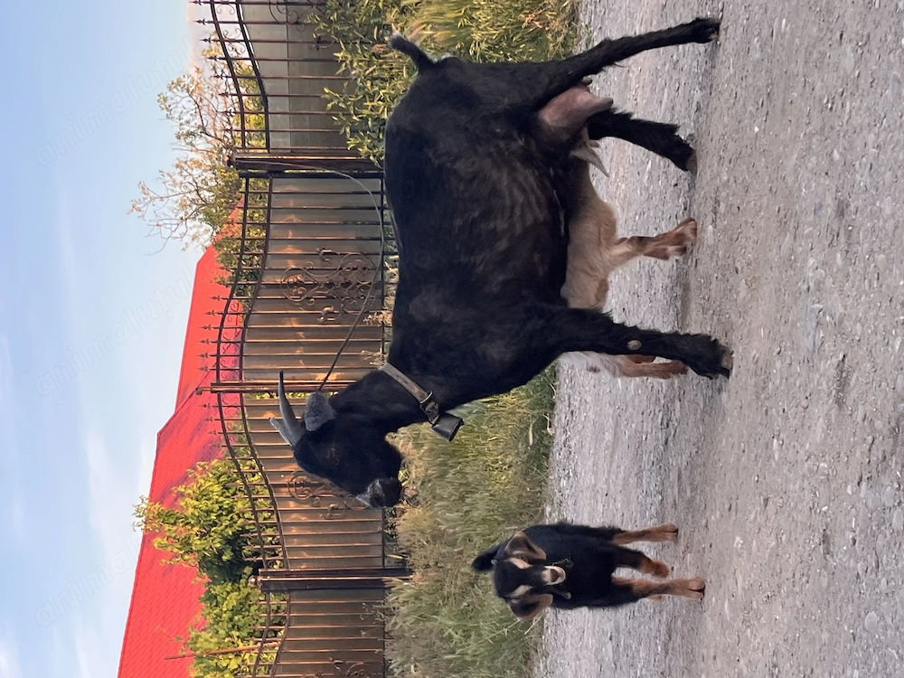 De vânzare capră la a 2a fătare cu doi iezi. 2 litri de lapte la zi.