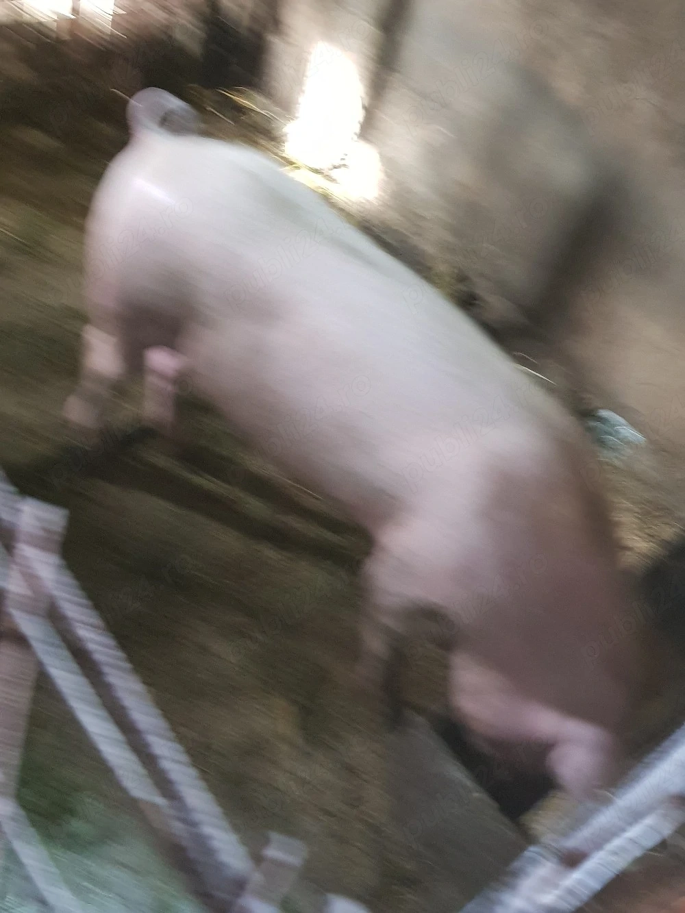 2 vierusi 70-80kg Landras 1200ron. tel.  