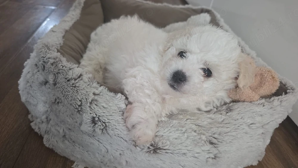 vand bichon havanez