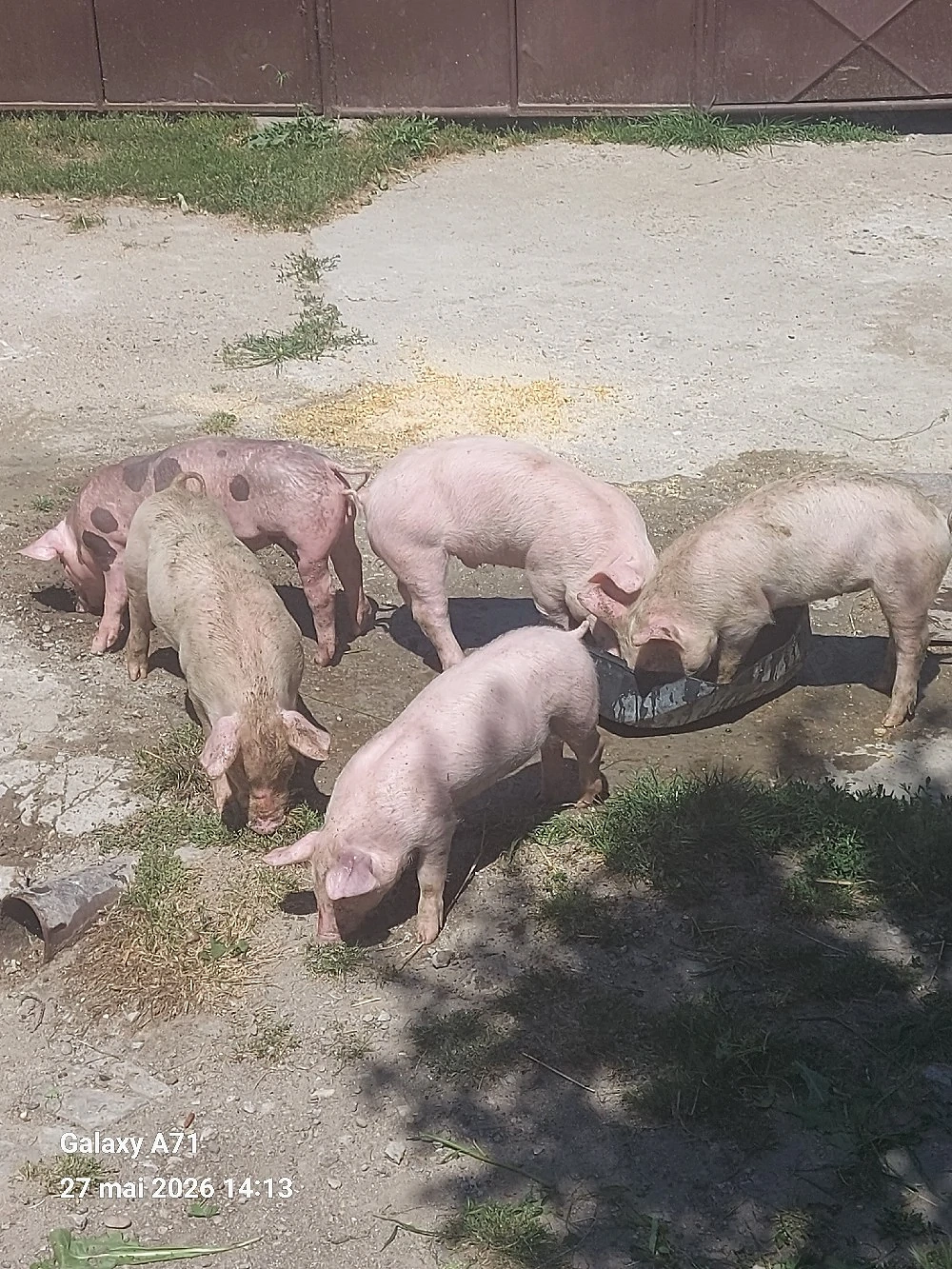 Disponibili purcei