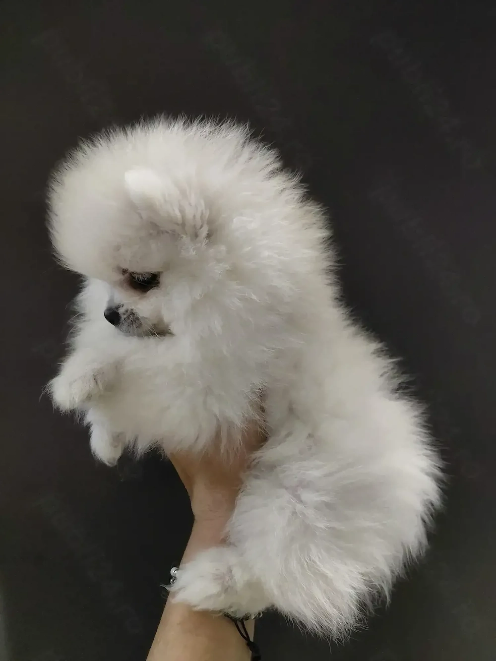 Pomeranian de vânzare 