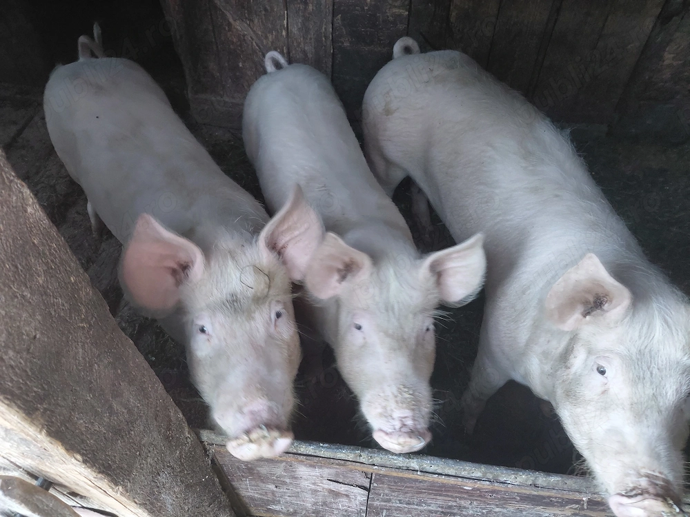 Vând porci pentru sacrificat 