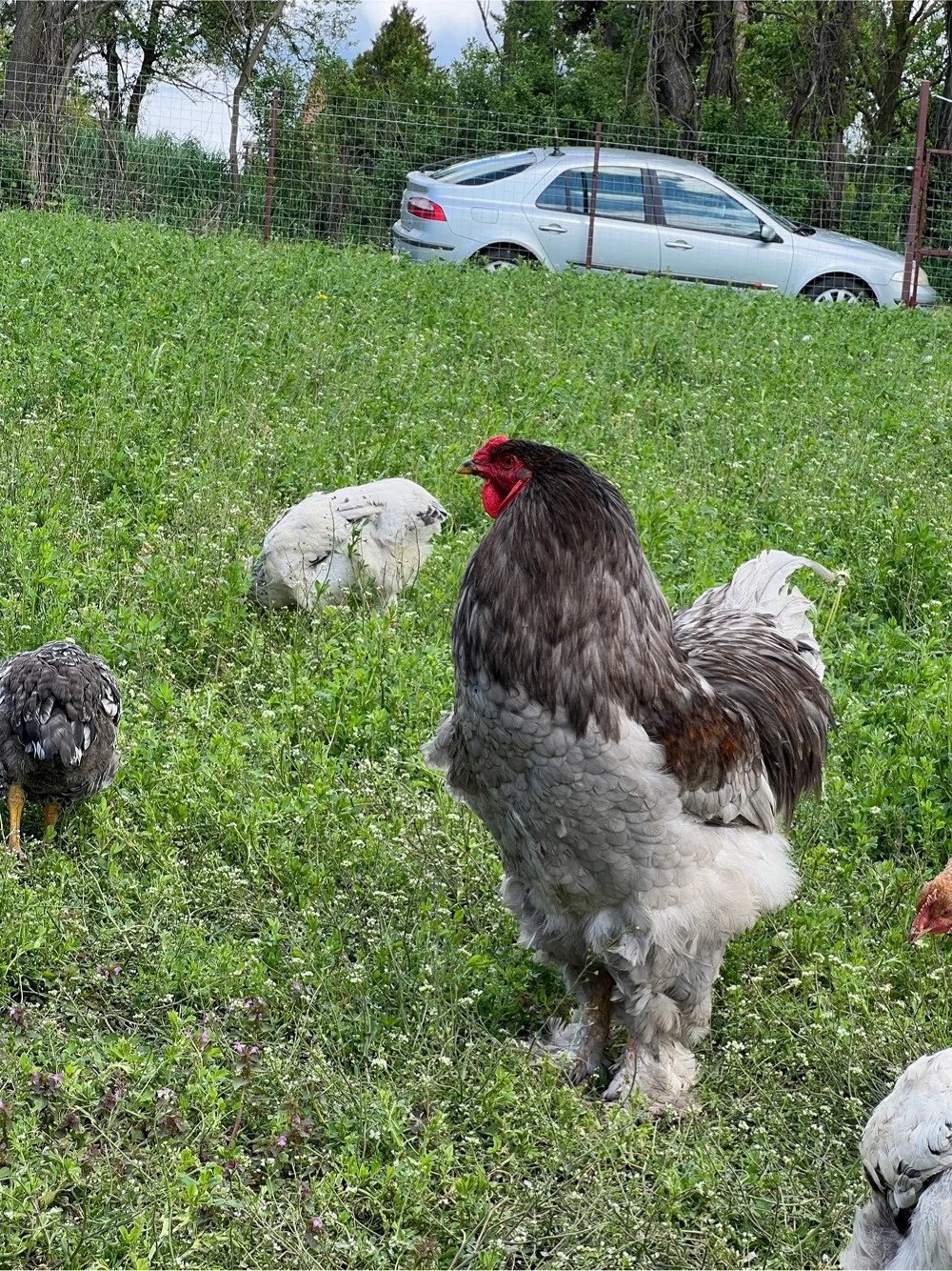 Cocos Brahma