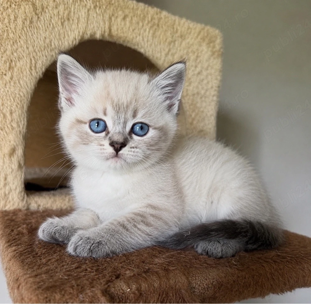 ragdoll fetita si baietel