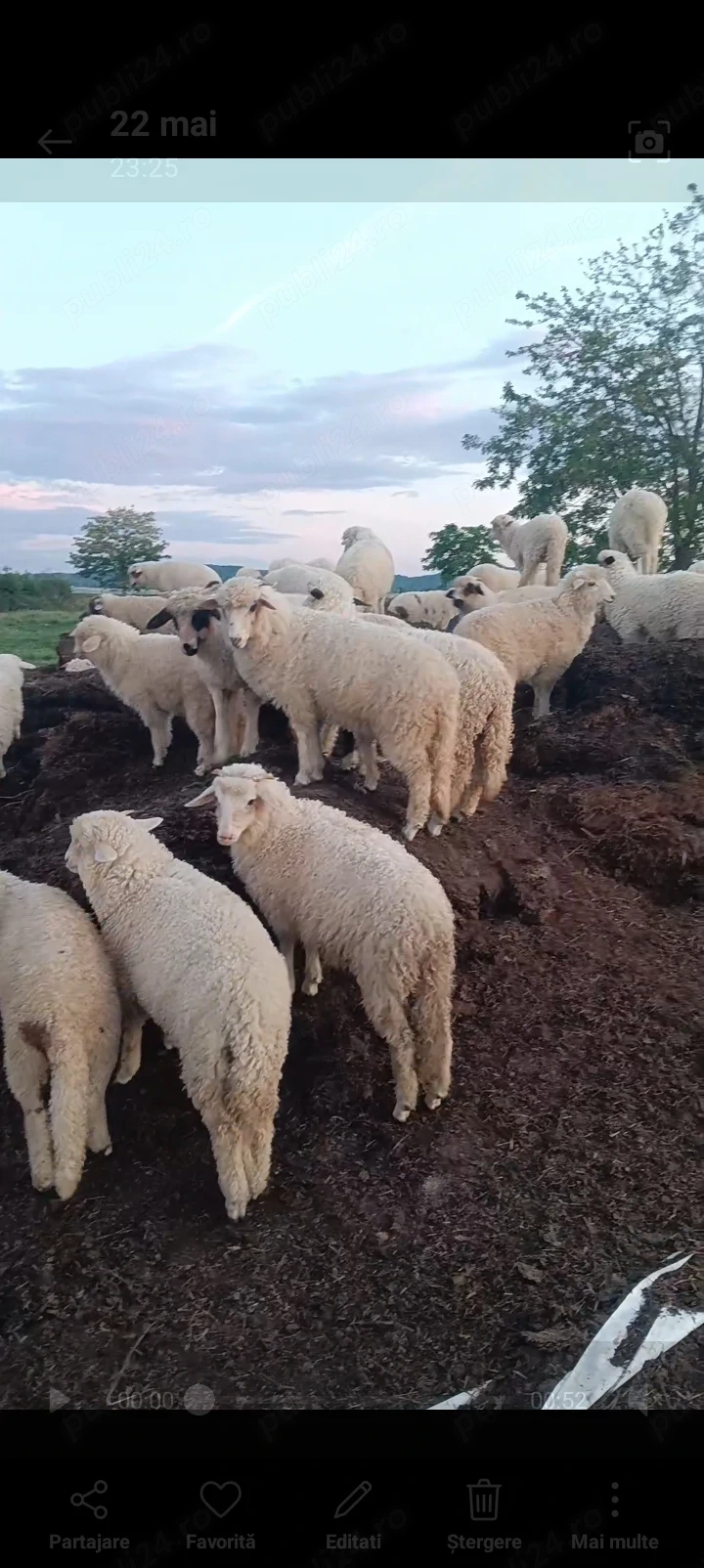 Vând 70 de miei buni sau schimb cu oi cu lapte 