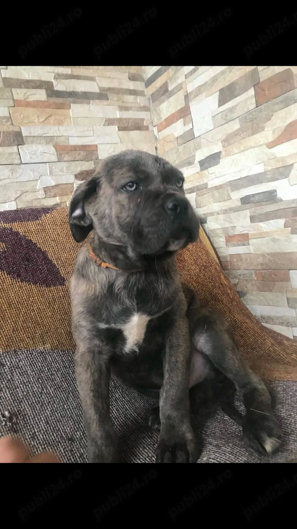 femela cane corso