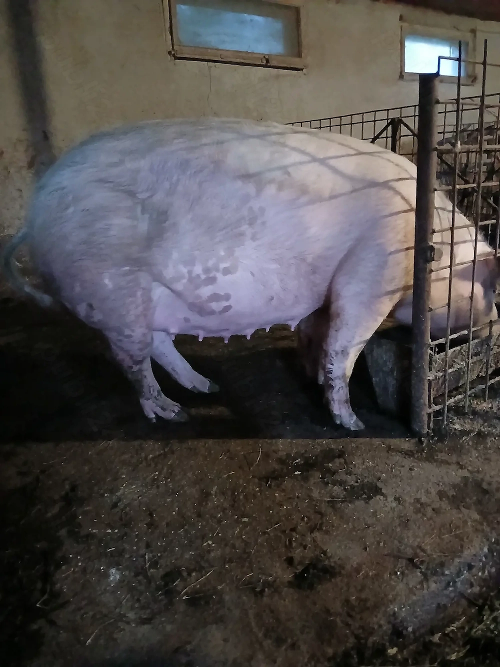 Vind scroafă gestantă. 
