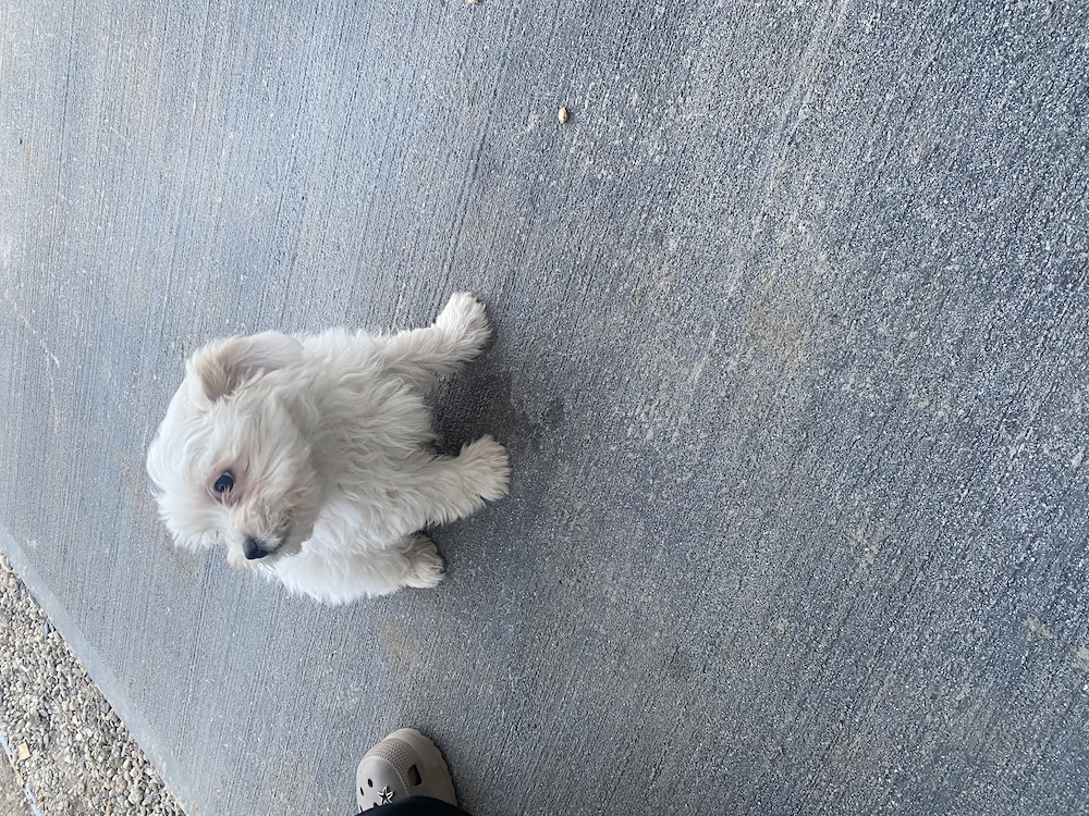 Bichon maltez talie mică 