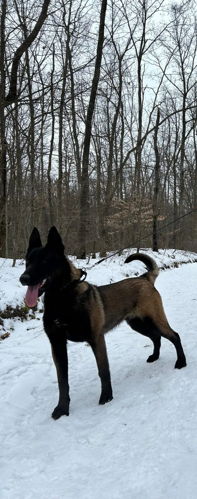 Malinois bun de pază 