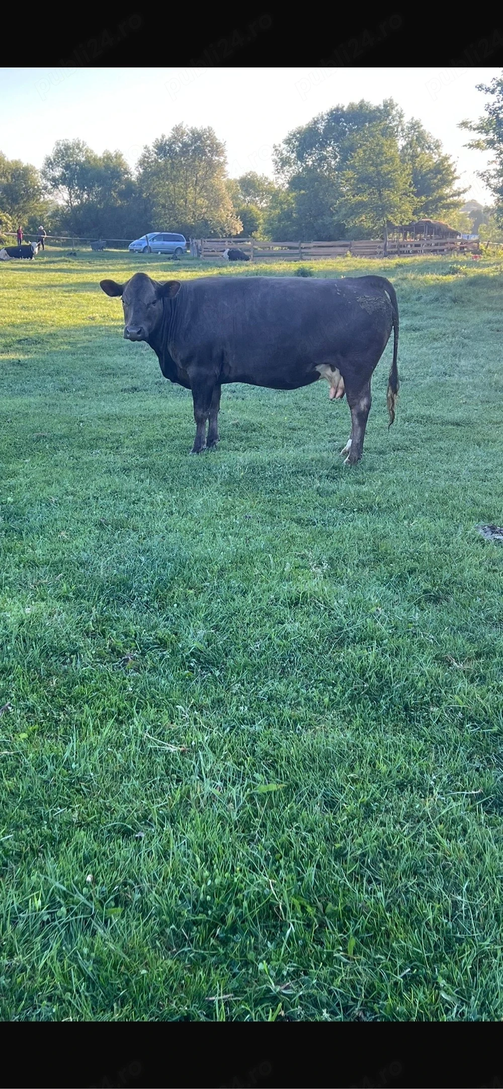 vaca de vanzare