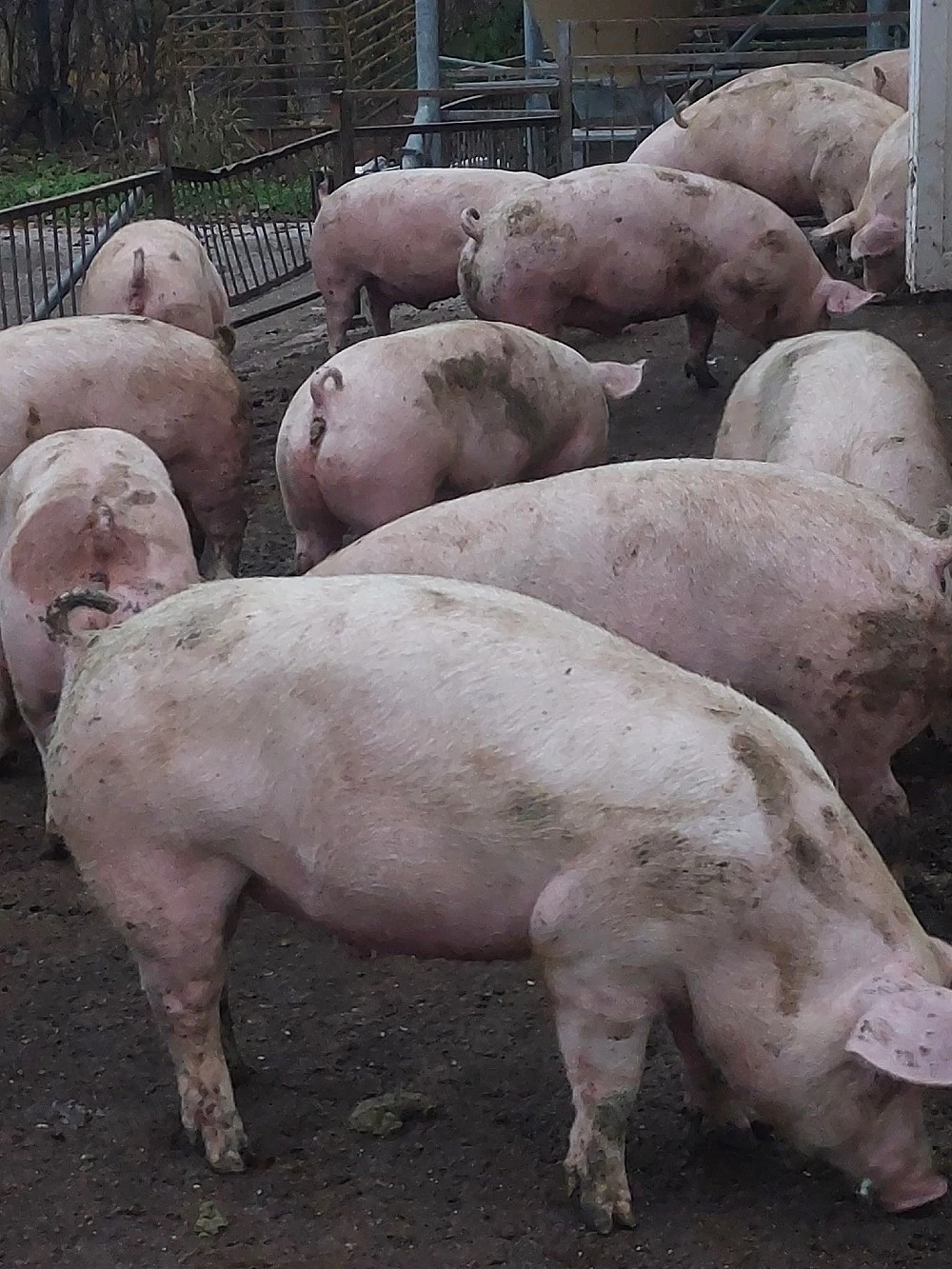 vând porci de carne diferite mărimi.8 lei kg