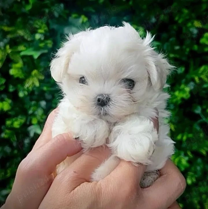 Bichon maltez mini toy