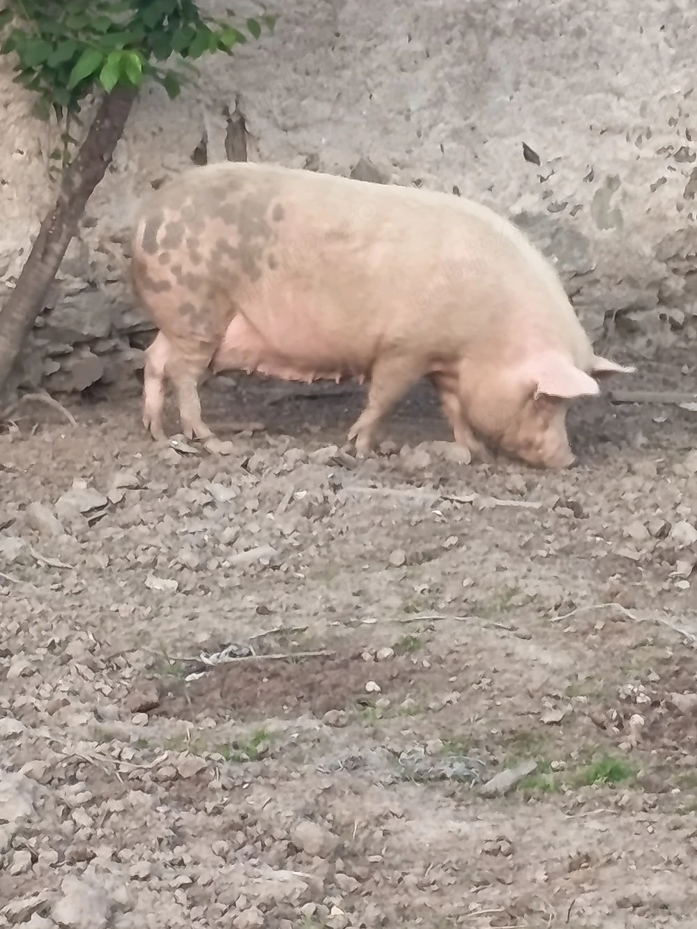 porci de sacrificat 