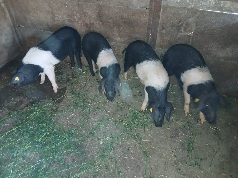 purcei Bazna 3 scrofițe și 1 vieruș