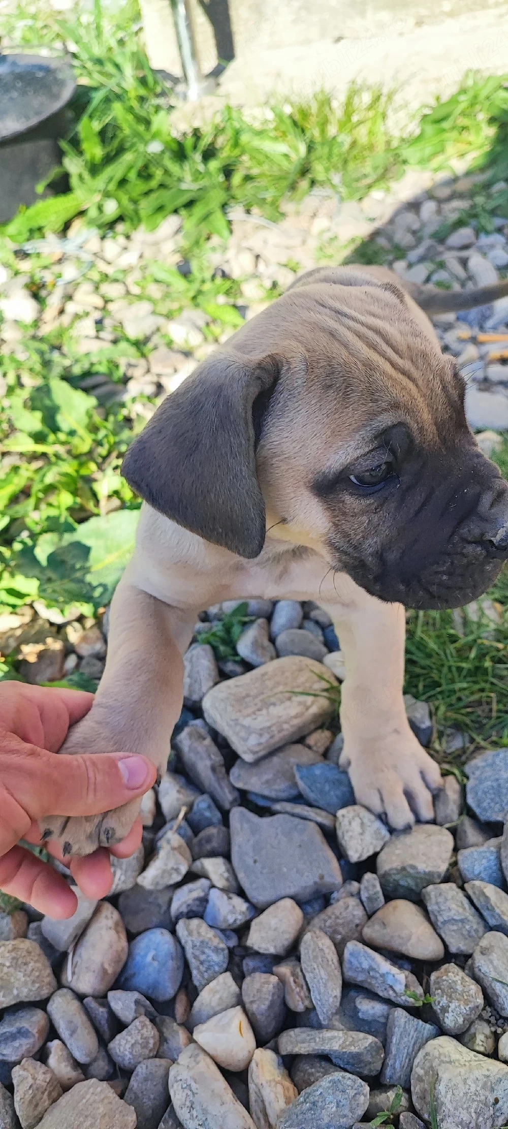 vand catel Presa Canario