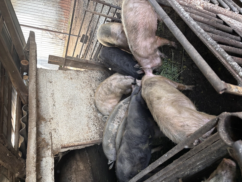 Porci de casa de vanzare