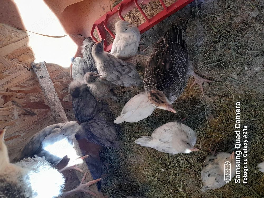 Puii austrolop albastru trei saptamani 20 lei buc. loc.Bustenari Prahova 