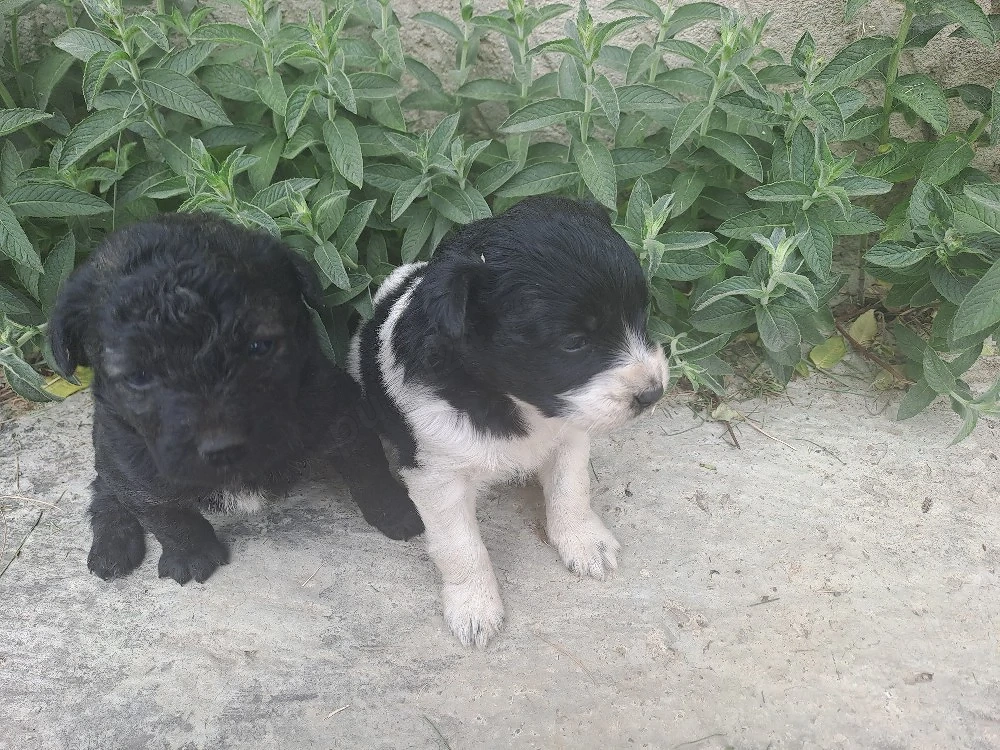 cățeluși pentru adopție