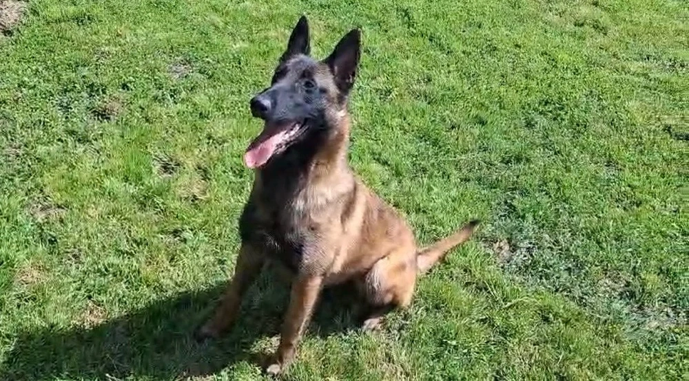 femela ciobanesc belgian 