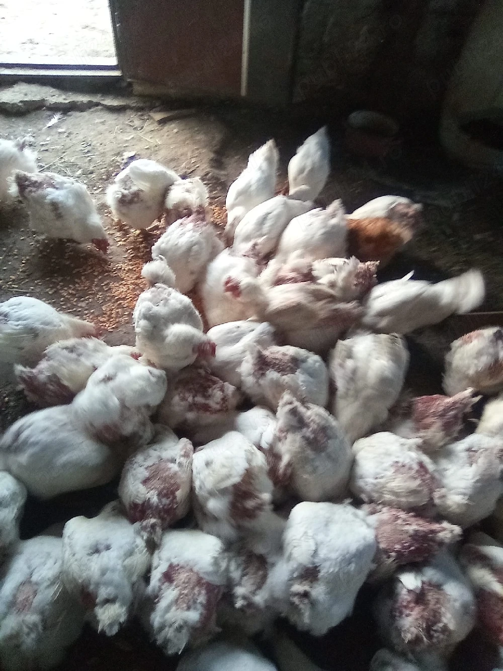 gaini bio de carne