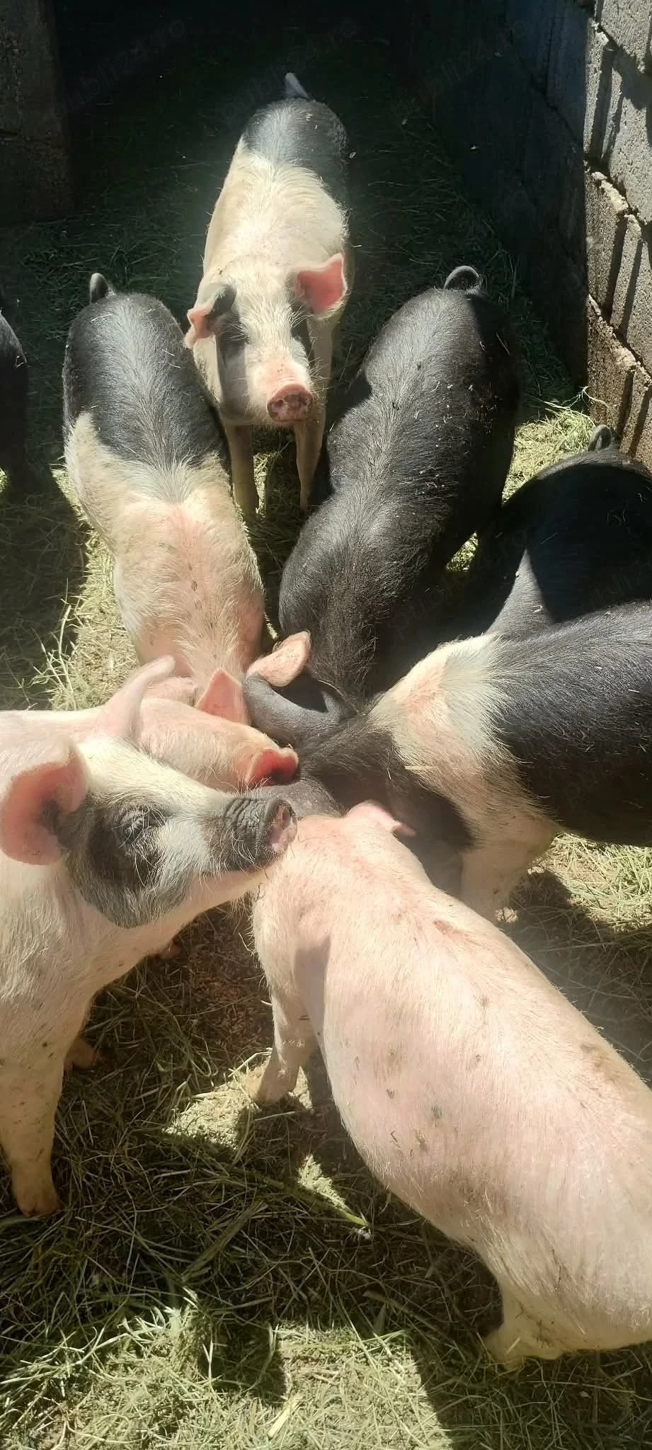 vând purcei aproximativ 30 kg 500 lei buc