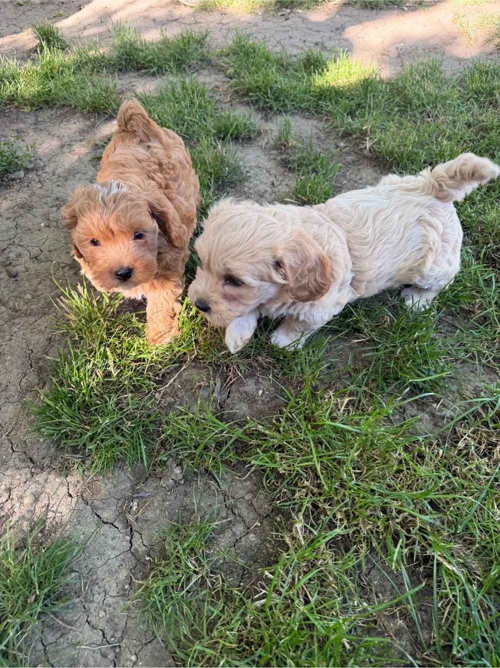 Maltipo Maltipoo toy