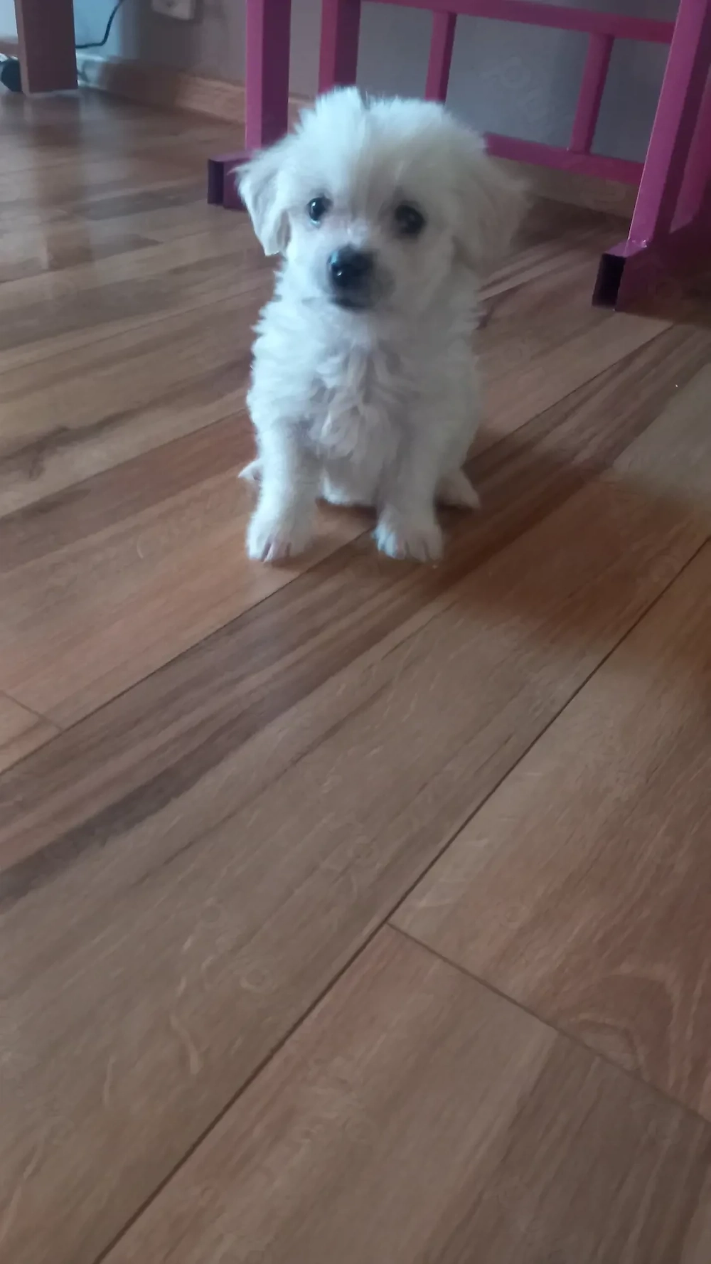 Vand bichon mini toy