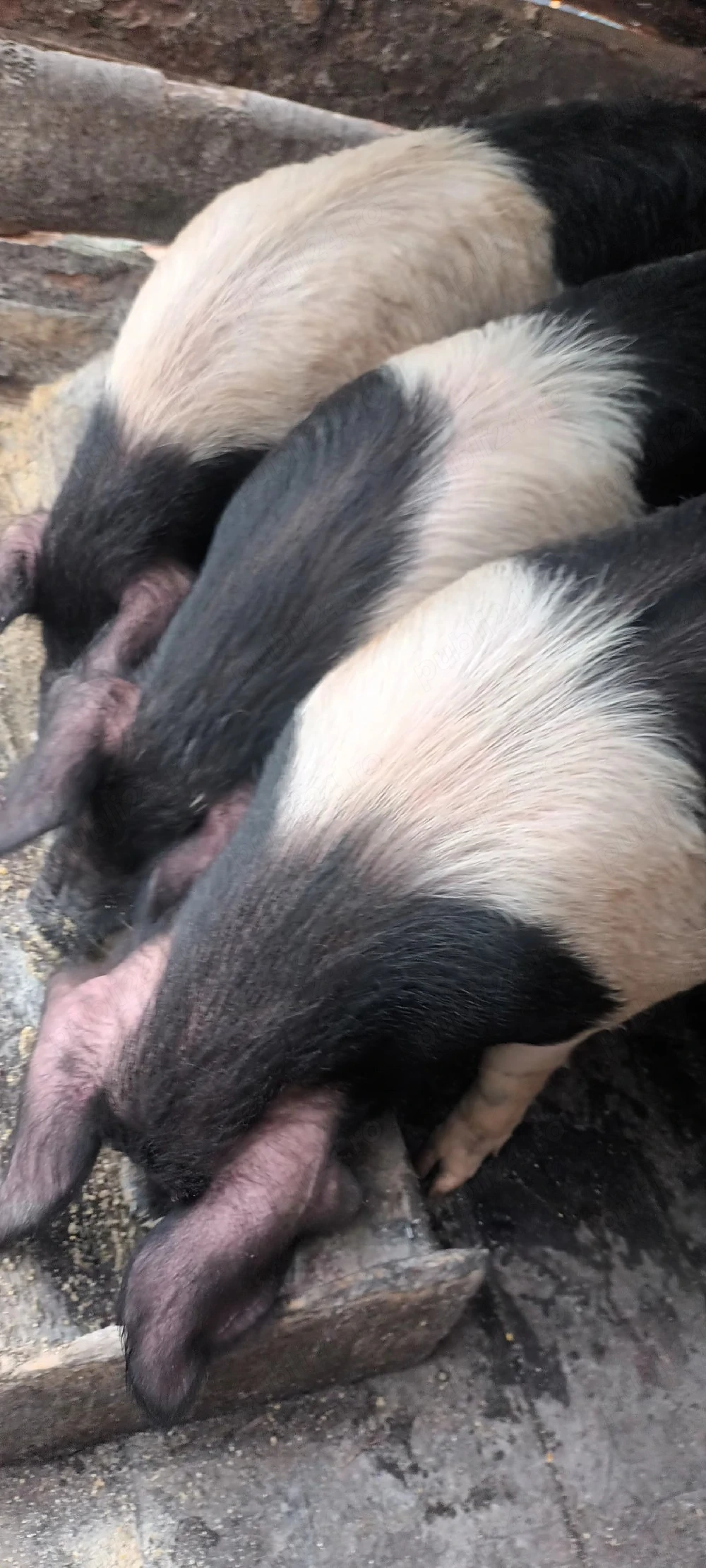 Vând porci Bazna 3 bucăți între 80-120kg
