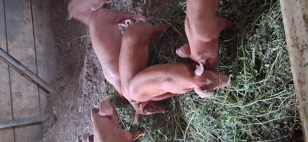 Purcei duroc disponibili 