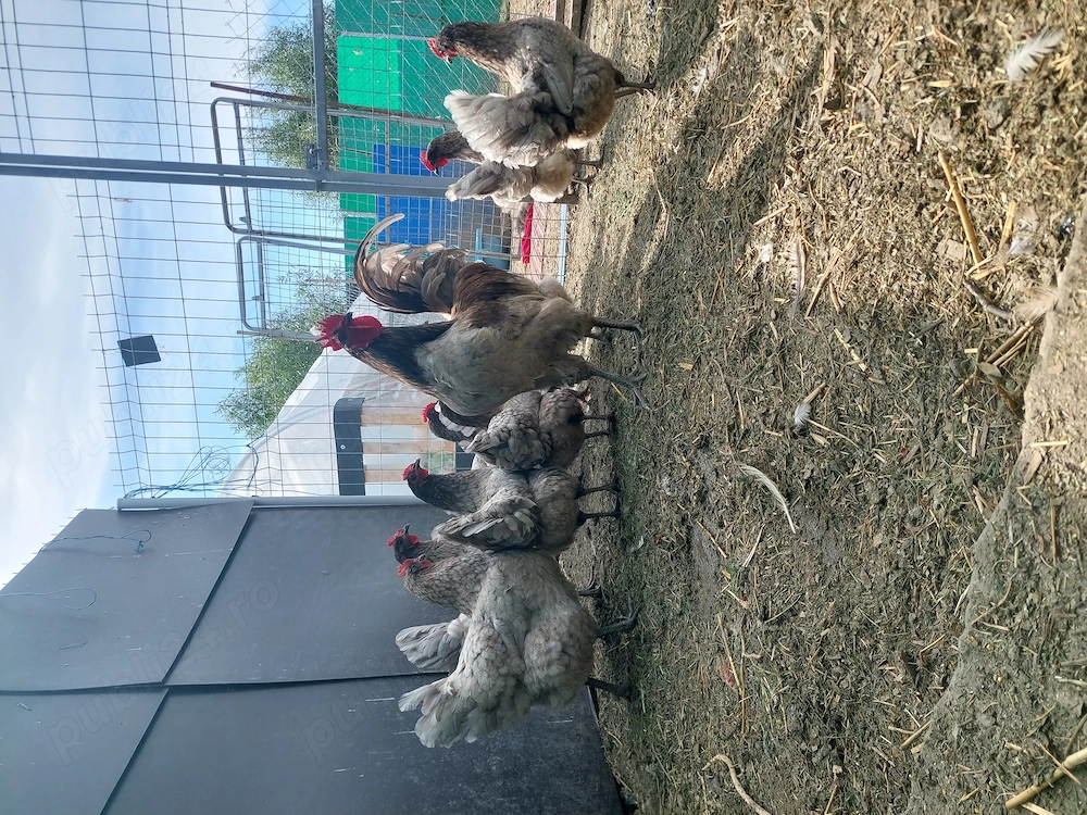 Oferta găini Australorp 11+1