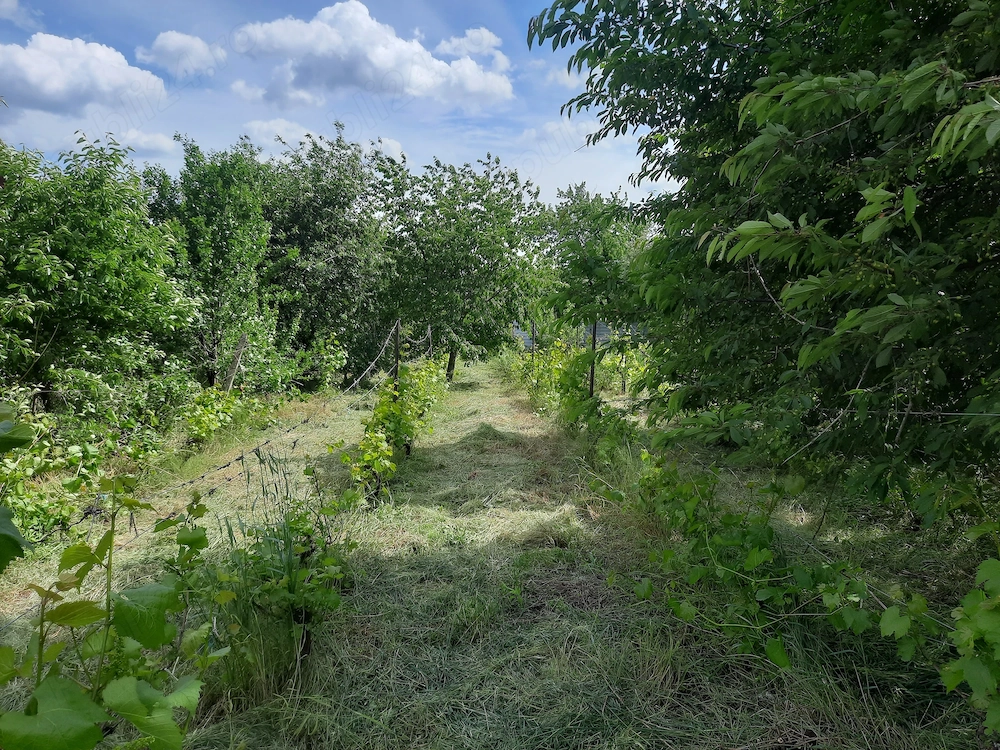 Vanzare teren 1.100mp intrare in Chicerea, Iasi