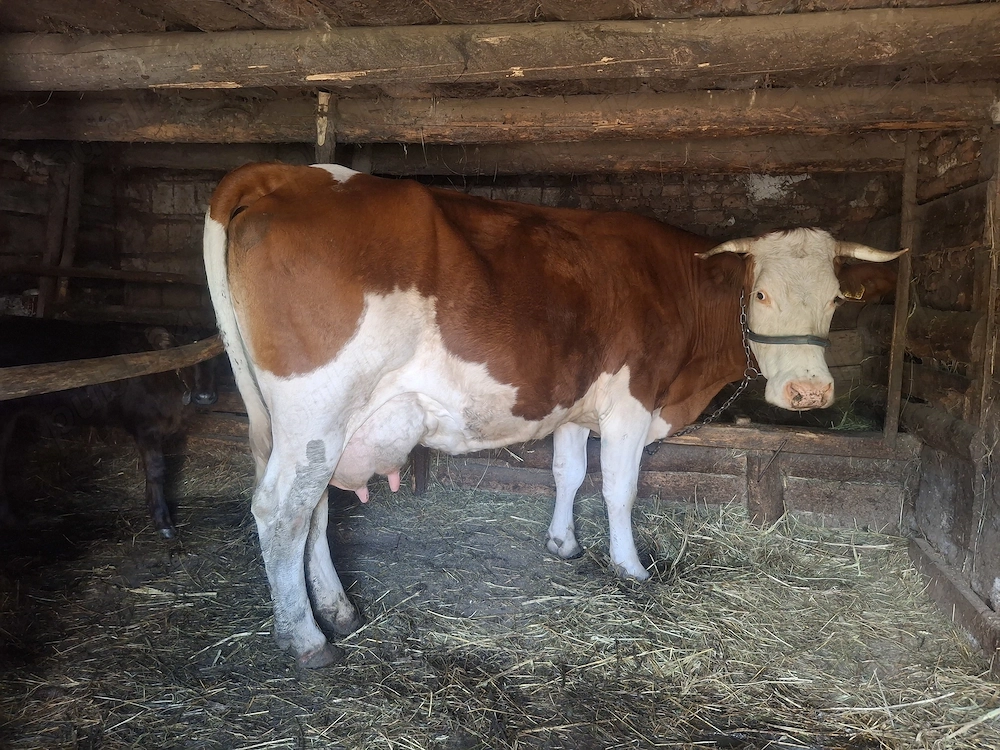 Vaca cu vitel de vânzare 